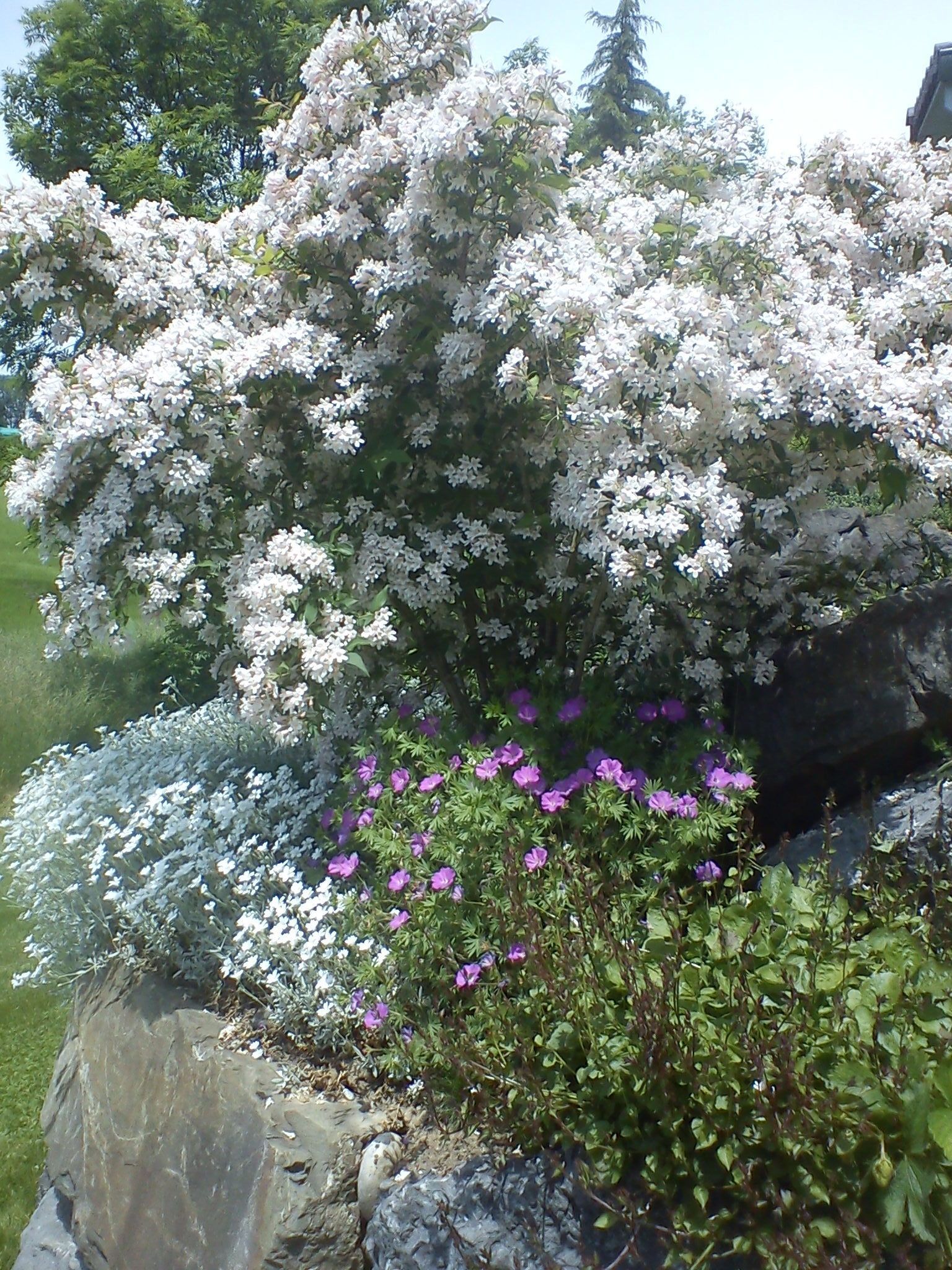 Flowers – Marcel Beerli