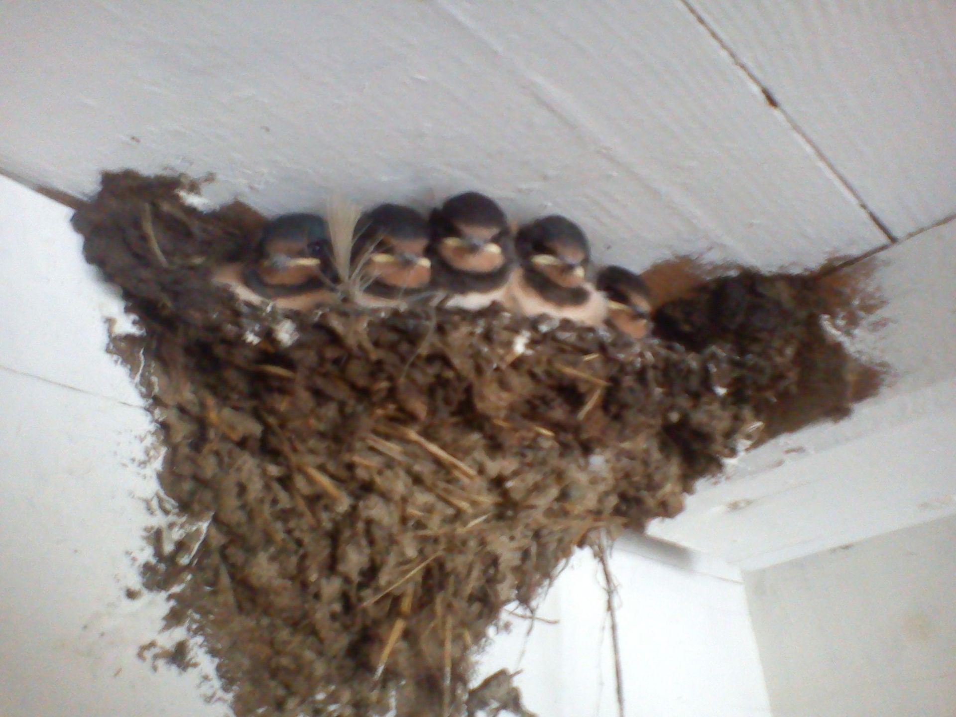 Young birds – Marcel Beerli