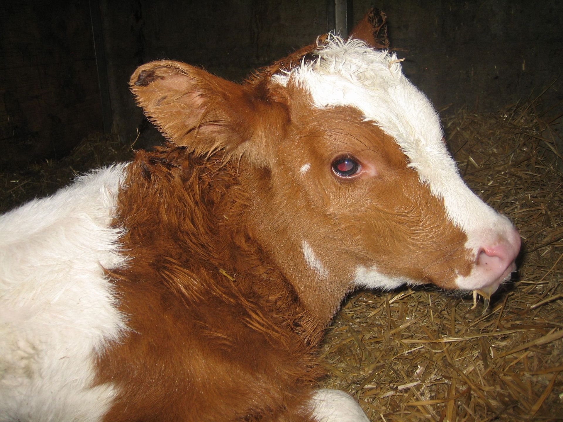 Cow – Marcel Beerli