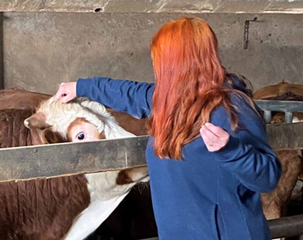 Eine Frau mit roten Haaren streichelt eine Kuh hinter einem Zaun