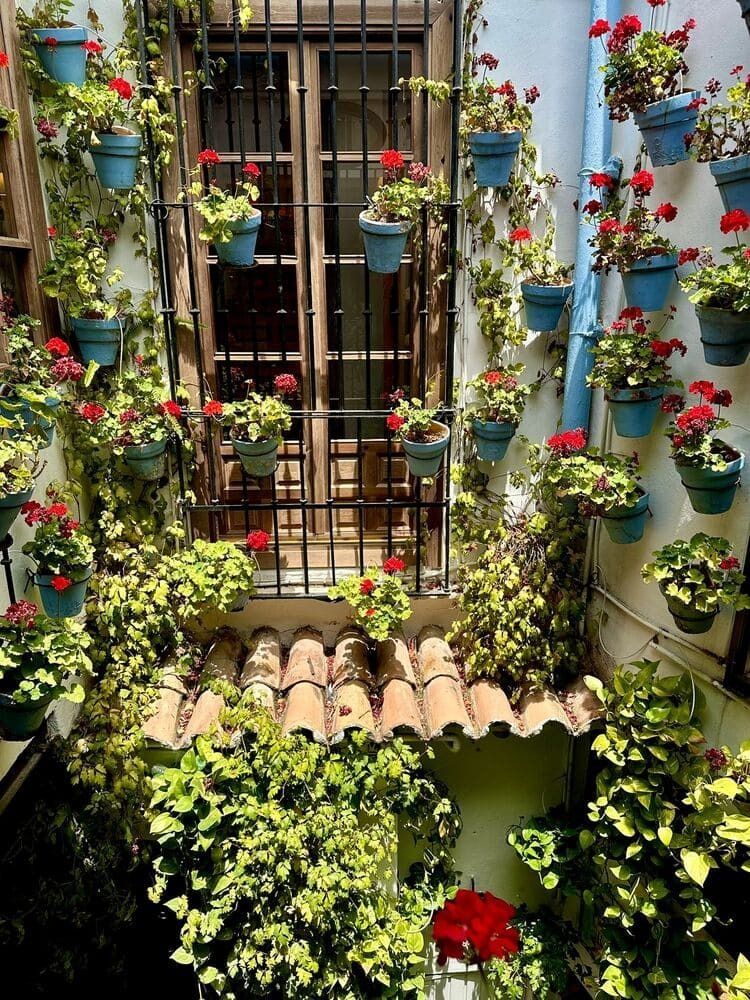 Patio con ventana, adornado con numerosas plantas azules en macetas, flores rojas y follaje verde.