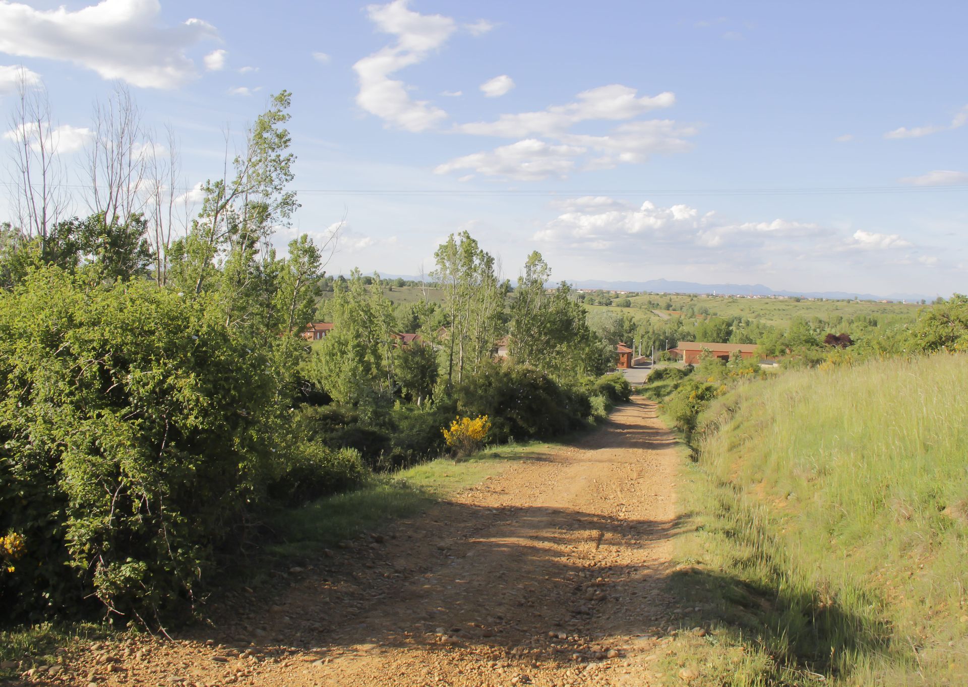 Un camino de tierra que atraviesa un campo con árboles a ambos lados.