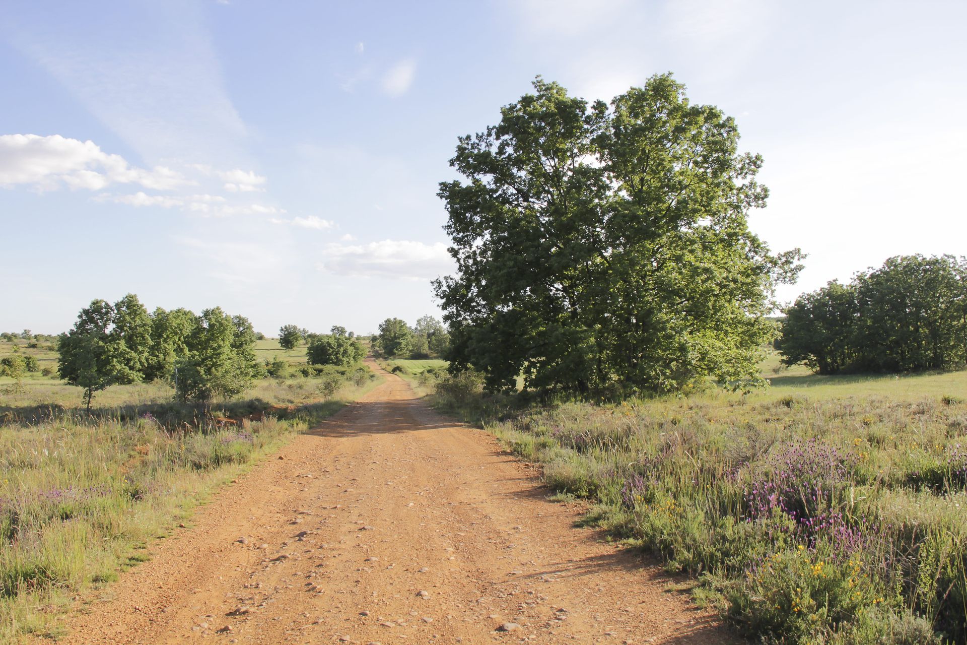 Un camino de tierra que atraviesa un campo de hierba con árboles a ambos lados.
