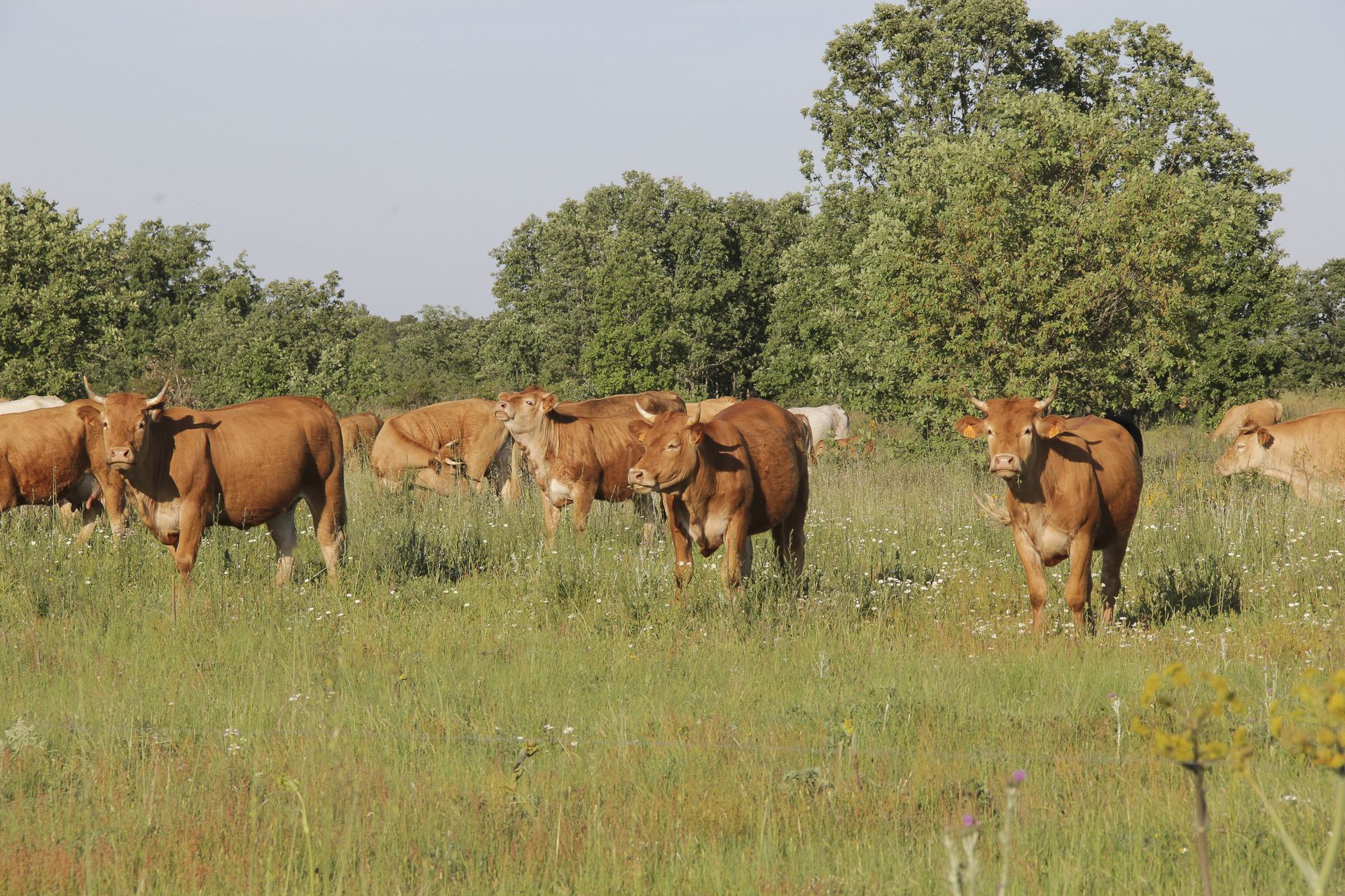 Una manada de vacas está parada en un campo de hierba.