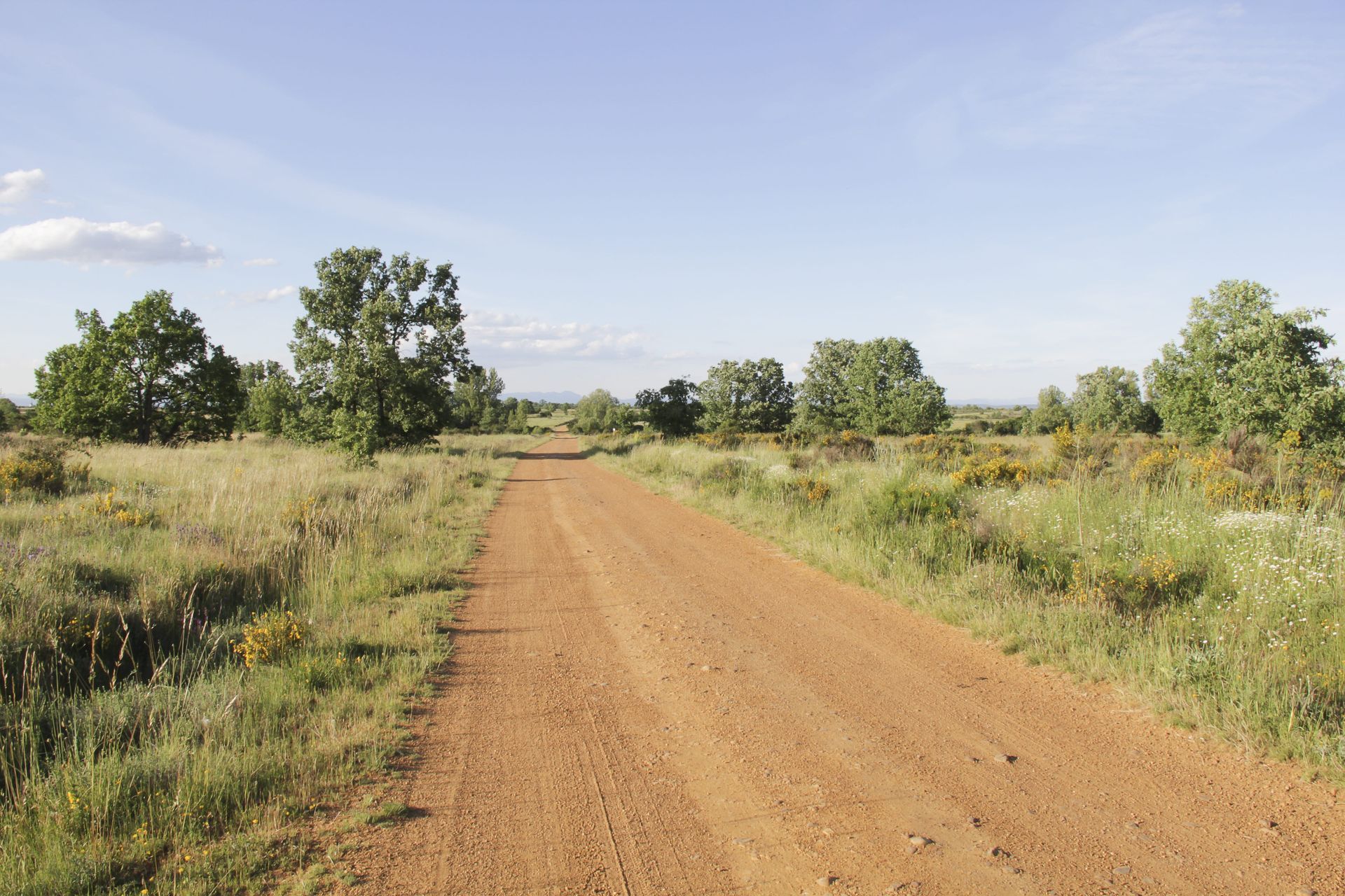 Un camino de tierra en medio de un campo de hierba