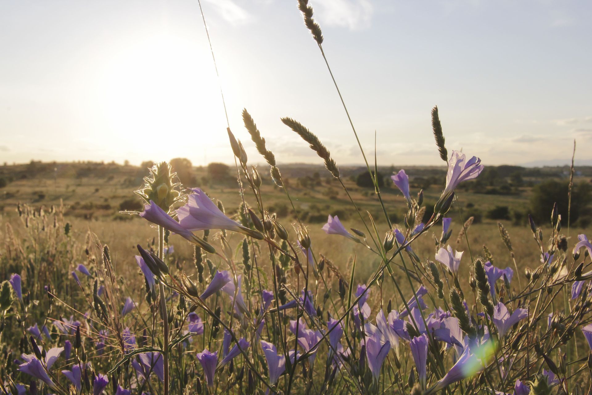 Un campo de flores violetas con el sol brillando a través de ellas.