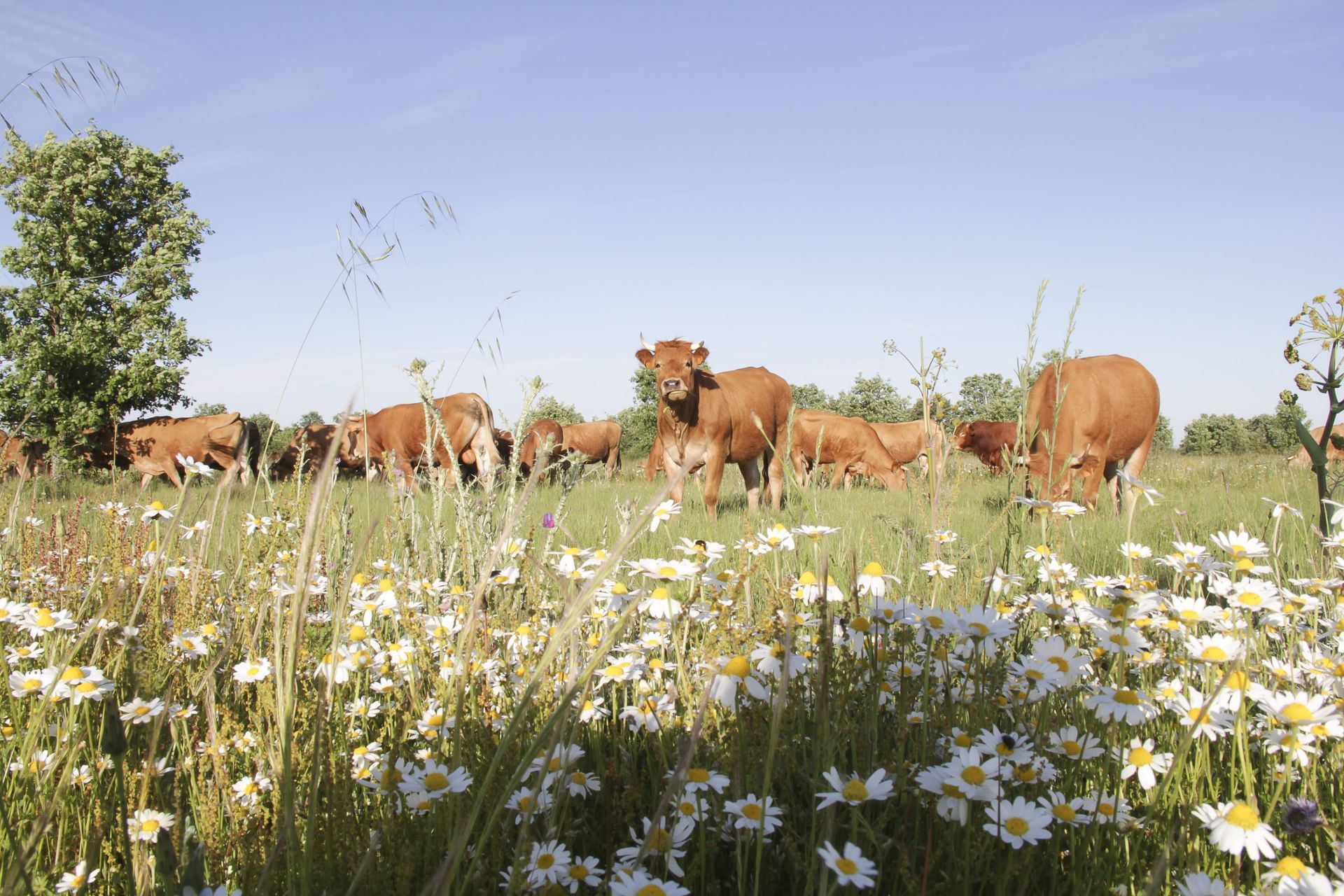 Un rebaño de vacas pasta en un campo de margaritas.