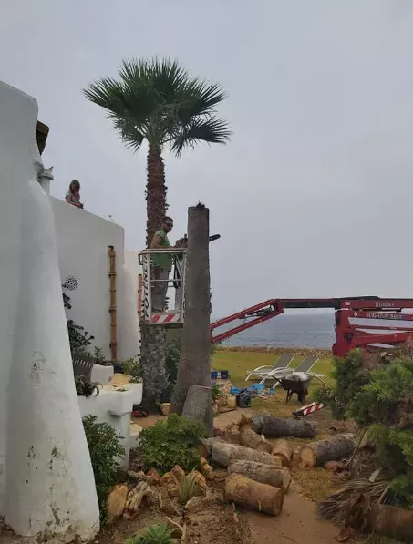 Sendero ajardinado bordeado de palmeras con troncos cortados, un muro blanco y un puente rojo con vistas al mar.