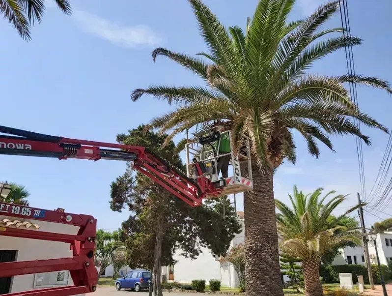 Un trabajador en una plataforma elevadora roja poda una palmera en una calle soleada, con otra palmera y casas cerca.