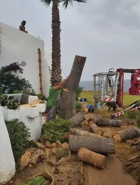 Un hombre corta el tronco de una palmera en un patio, con troncos esparcidos cerca de una pared blanca y maquinaria