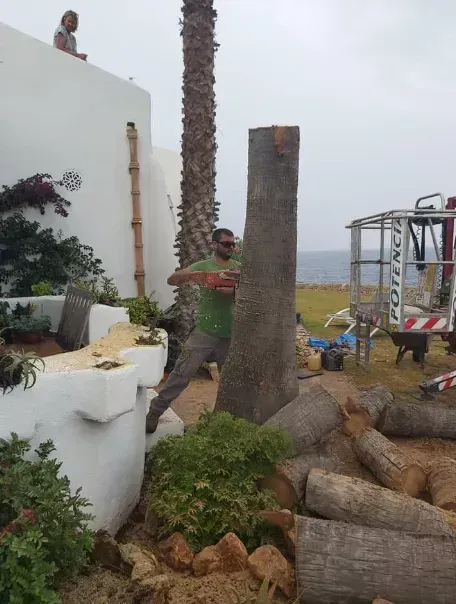 Un hombre trabaja entre troncos y ramas de palmera cortadas junto a una pared blanca y un camión de servicios