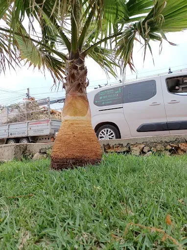 Palmera en una zona verde al borde de la carretera, junto a vehículos estacionados y una valla.