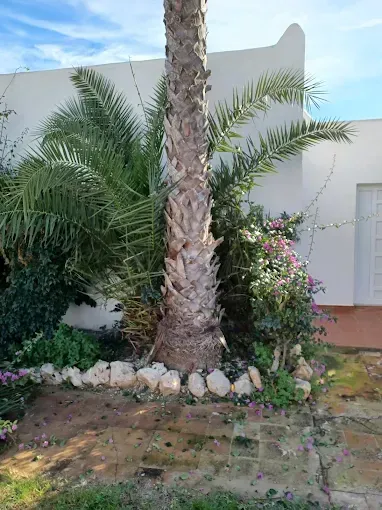 Palmera en un jardín paisajístico con rocas blancas, arbustos verdes y una pared blanca de fondo.