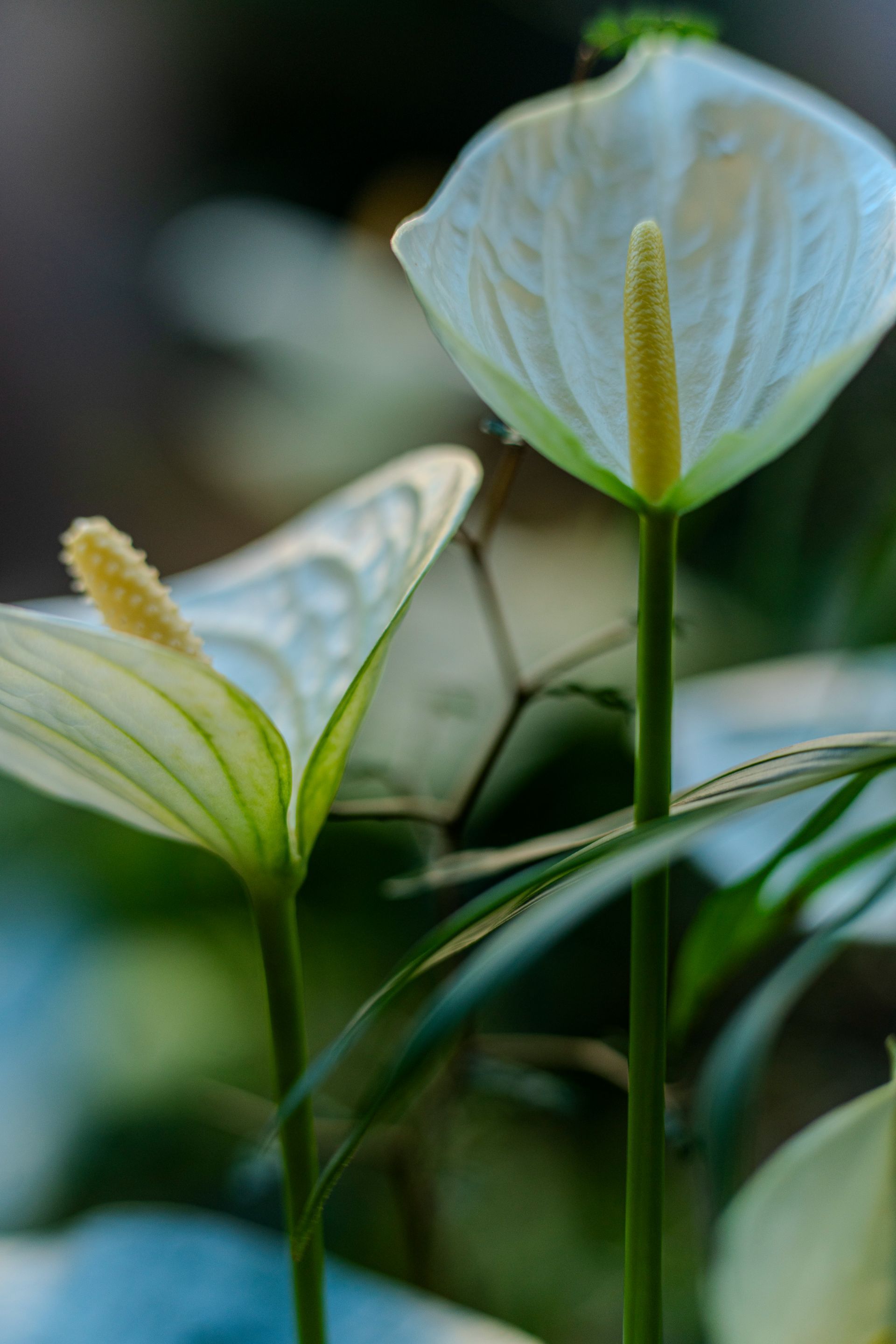 Blumenhaus Bunsmann