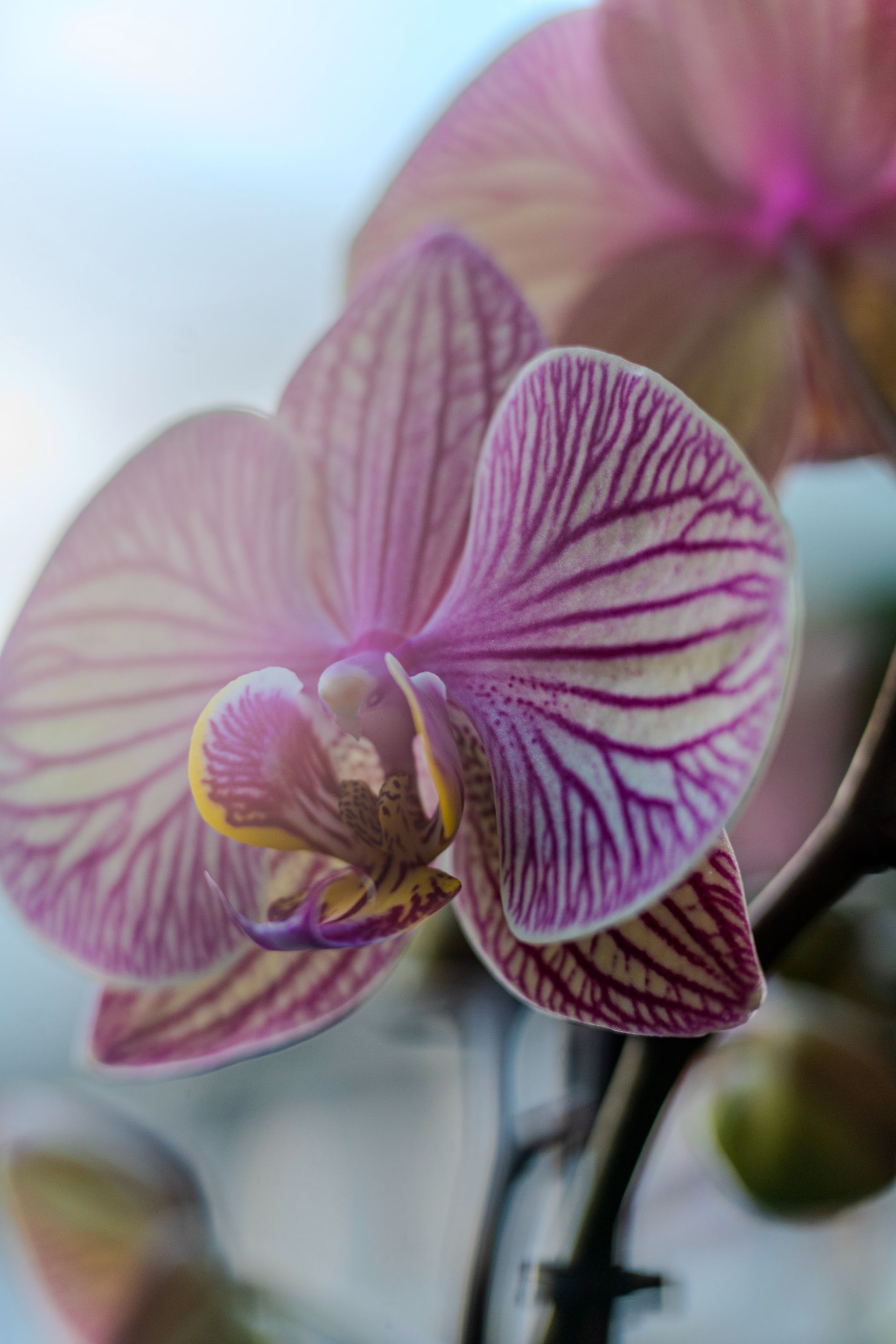 Blumenhaus Bunsmann