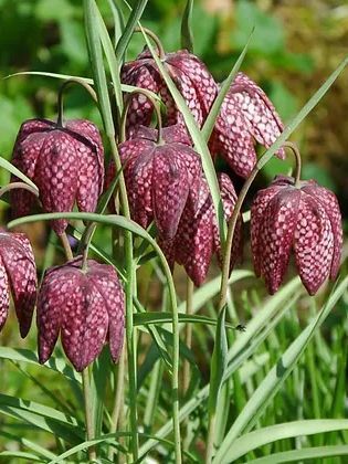 Stedinger Landhotel und Café Inh. Alex Wingert