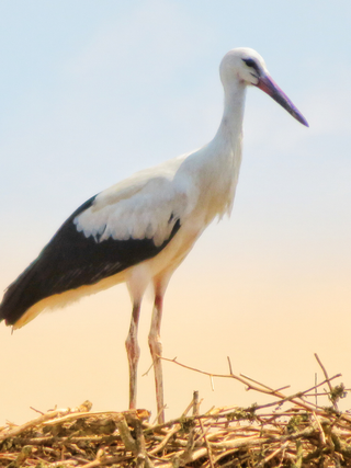 Stedinger Landhotel und Café Inh. Alex Wingert