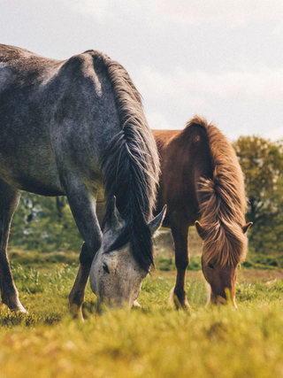 Stedinger Landhotel und Café Inh. Alex Wingert