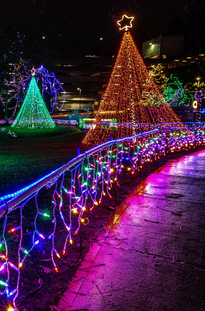 Les illuminations de Noël illuminent les arbres et une allée la nuit.