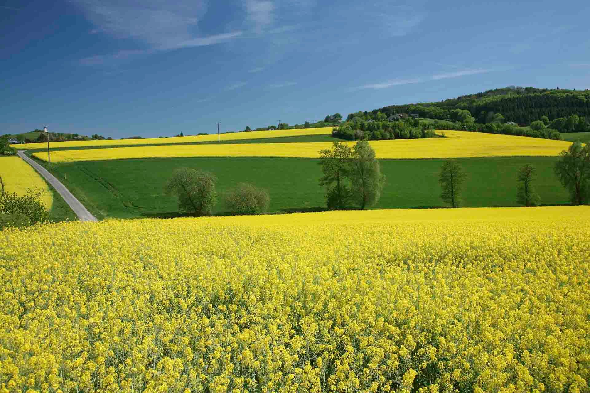 Ein Feld mit gelben Blumen mit Bäumen im Hintergrund
