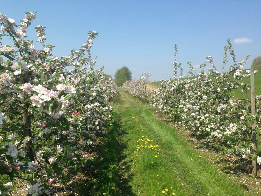 Eine Reihe von Bäumen mit weißen Blüten auf einem Feld