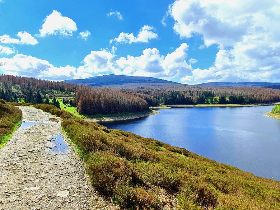 Ein Pfad, der an einem sonnigen Tag zu einem von Bäumen umgebenen See führt.