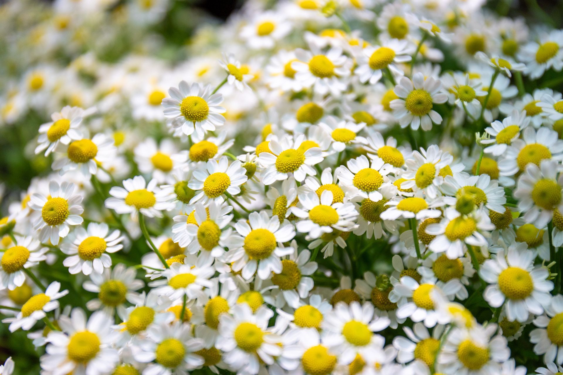 Eine Gruppe kleiner weißer Gänseblümchen mit gelben Zentren in einem üppig grünen Feld