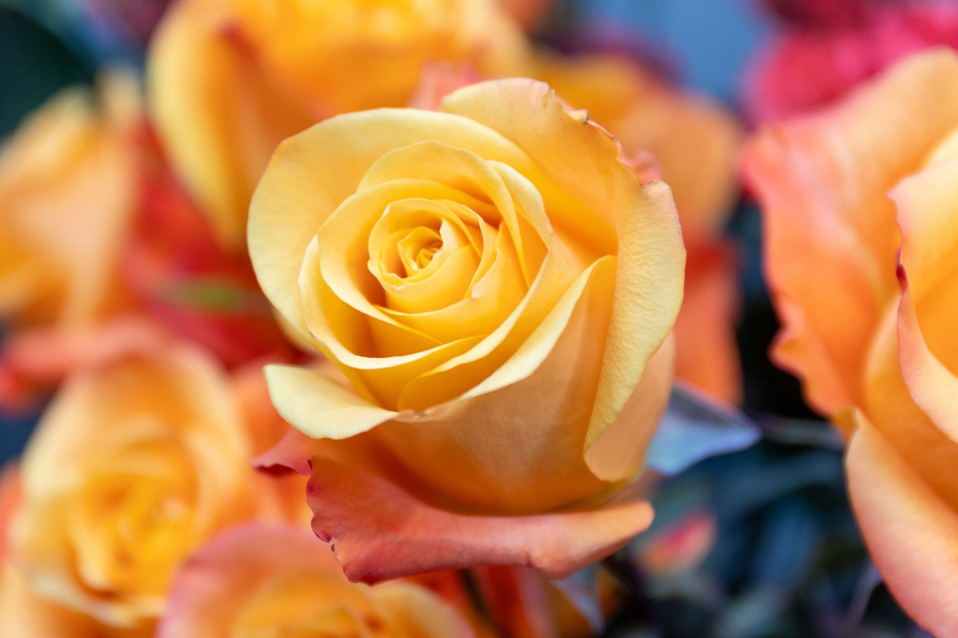 Nahaufnahme einer gelben Rose, umgeben von verschwommenen orangefarbenen und rosafarbenen Rosen