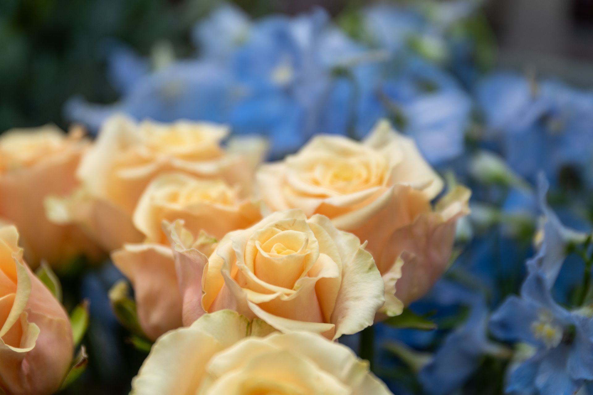 Cremefarbene Rosen zwischen blauen Blumen in einem sanft fokussierten Gartenarrangement