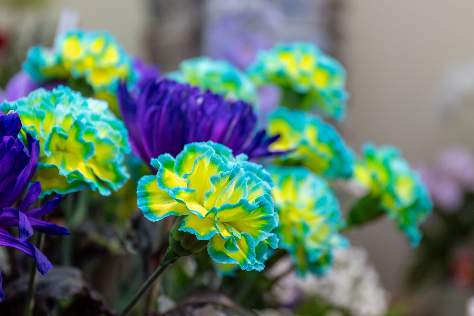 Leuchtend gelbe und blaue Blumen mit violetten Blüten in einer Nahaufnahme einer Gartenszene