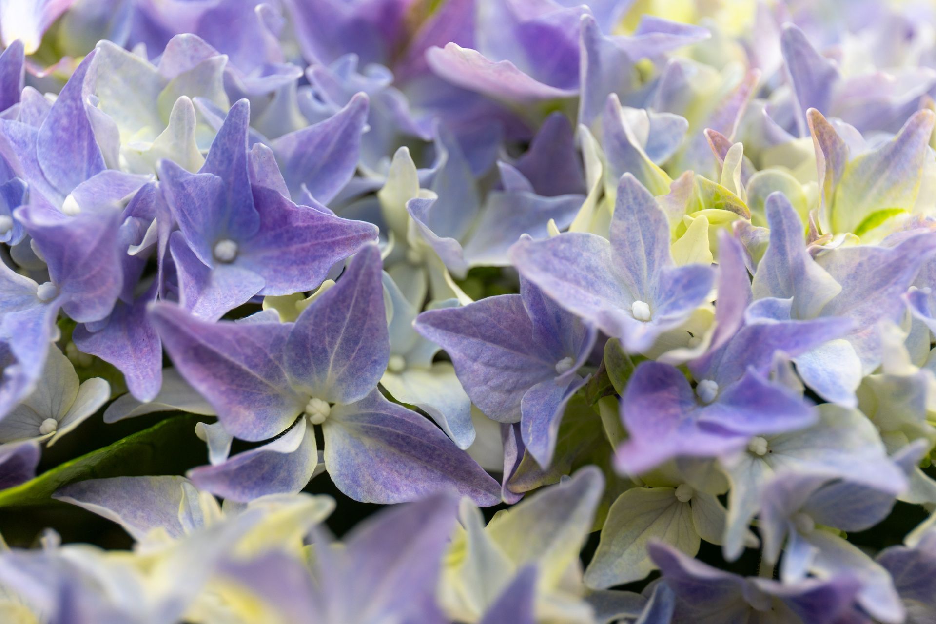 Nahaufnahme von hellvioletten und weißen Hortensienblüten in voller Blüte