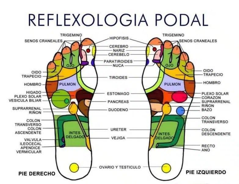 Un diagrama de la reflexología podal en español