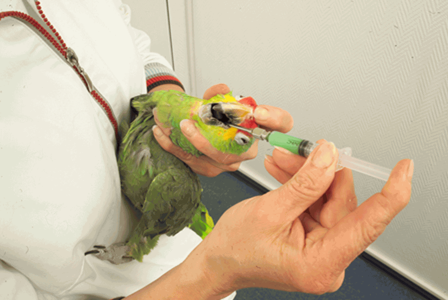 Tierärztliche Gemeinschaftspraxis Dr. Reinhard Schramm