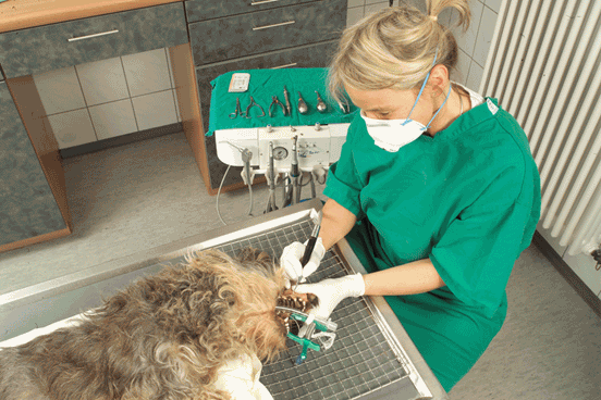 Tierärztliche Gemeinschaftspraxis Dr. Reinhard Schramm