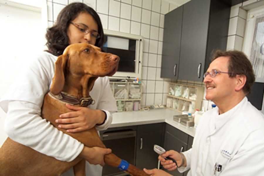 Tierärztliche Gemeinschaftspraxis Dr. Reinhard Schramm