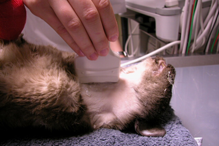 Tierärztliche Gemeinschaftspraxis Dr. Reinhard Schramm