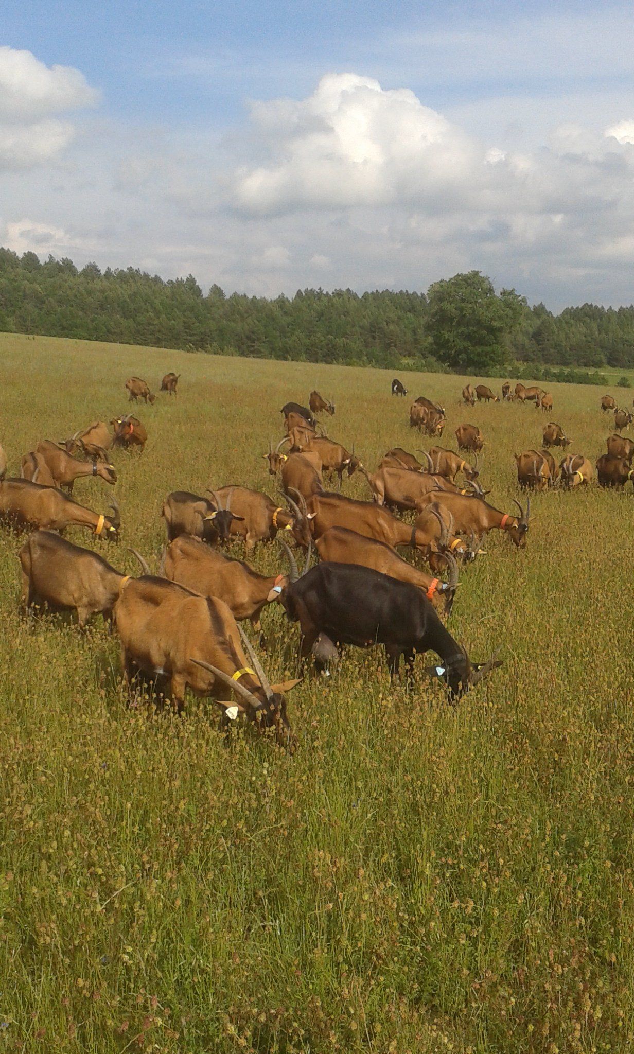 Photo de plusieurs chèvres de race alpine dans la nature