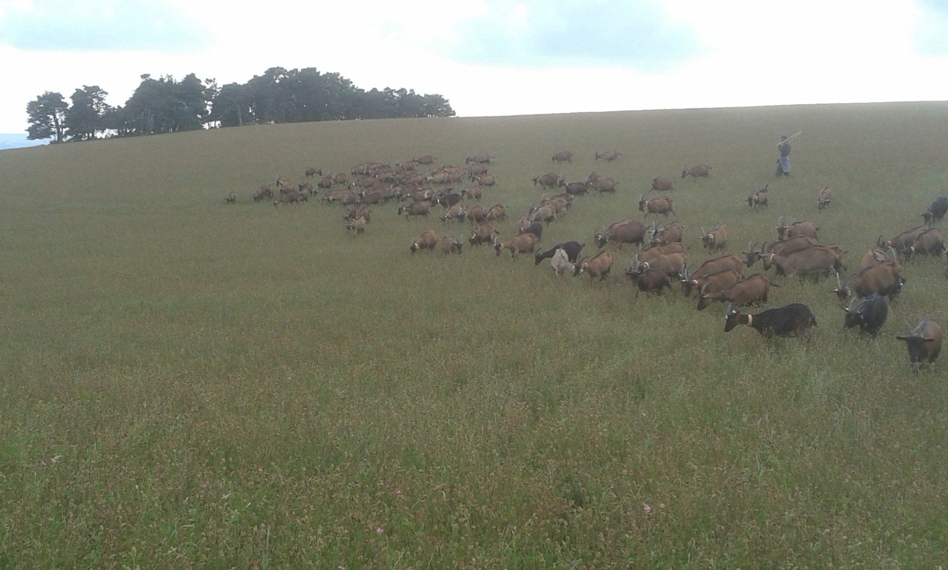 Photo d'un troupeau de chèvre prise en hauteur