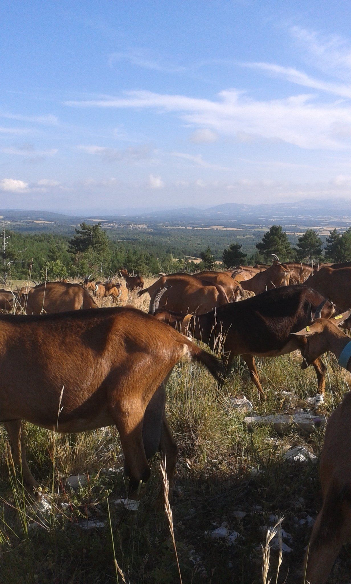 Photo d'un troupeau de chèvre