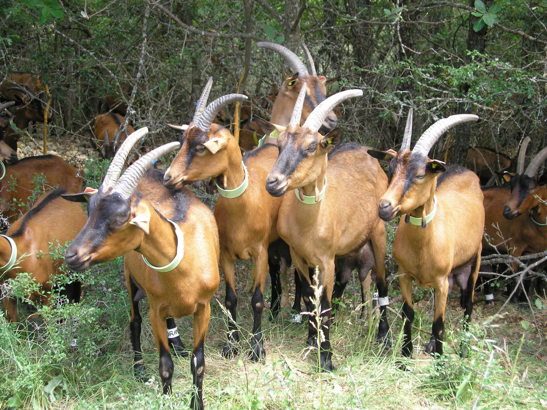 Photo de plusieurs chèvres de race alpine