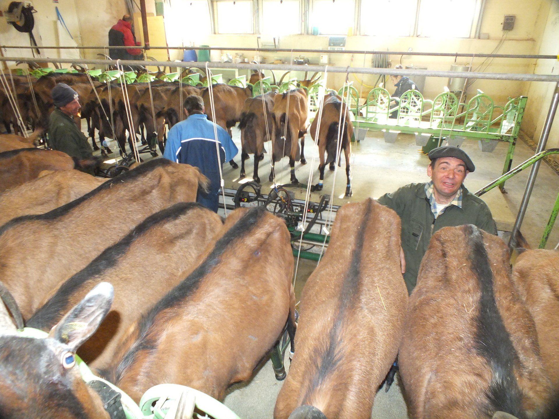 Photo de plusieurs chèvres dans une salle de traite