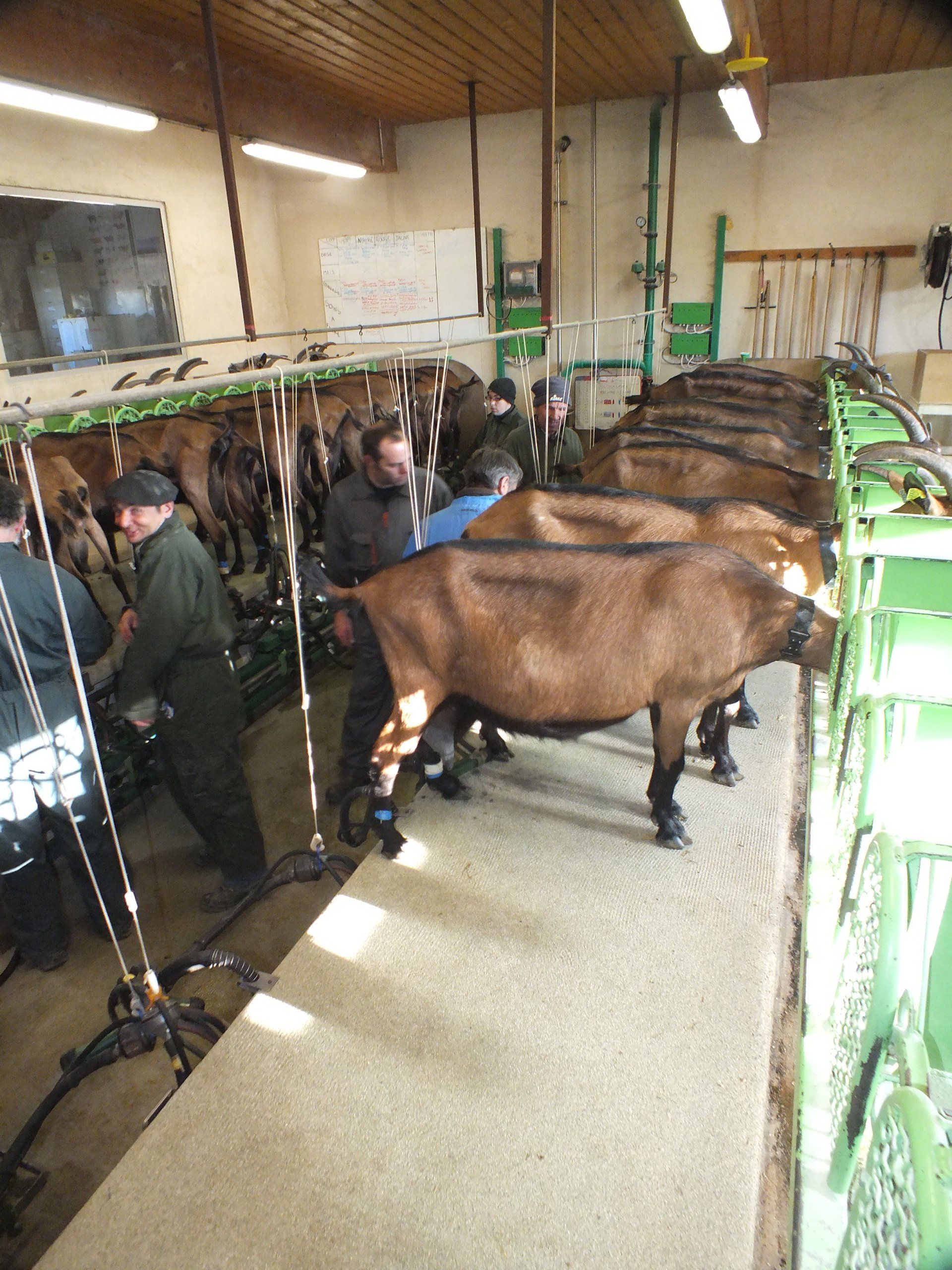 Photo d'une salle de traite