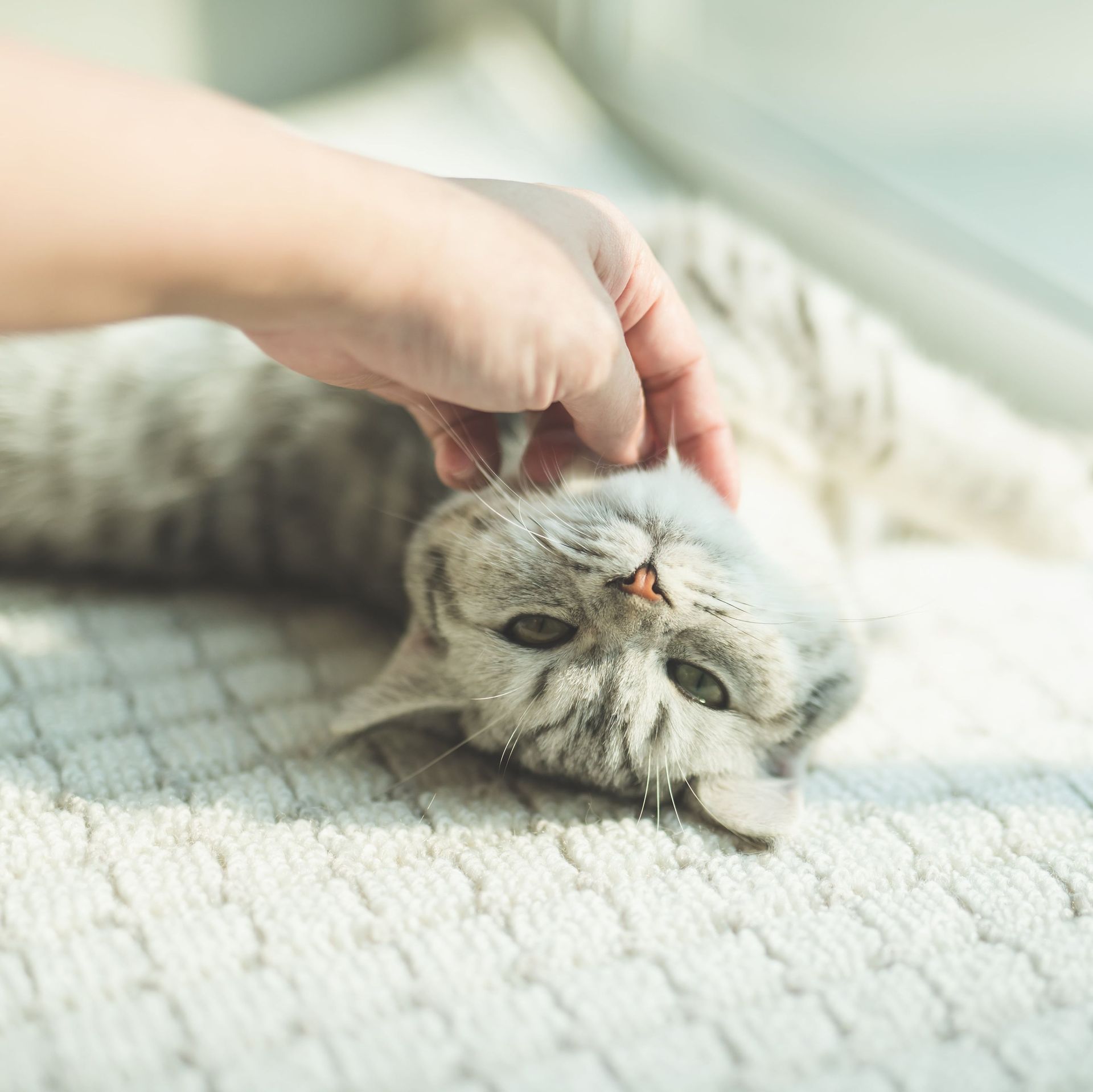 L'espace de soins La Canopée - Cabinet de soins infirmiers et de médecines intégratives - Médiation animale