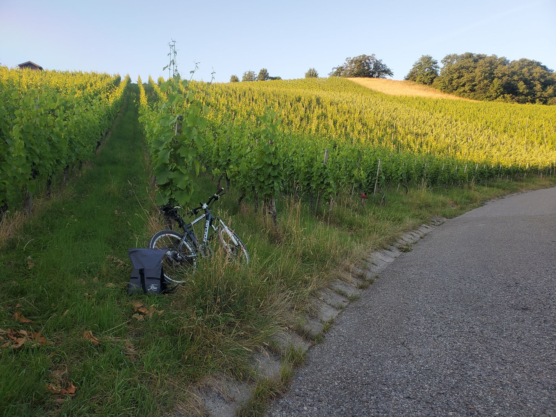 Ein Fahrrad auf einem Weg umgeben von Weinbergen