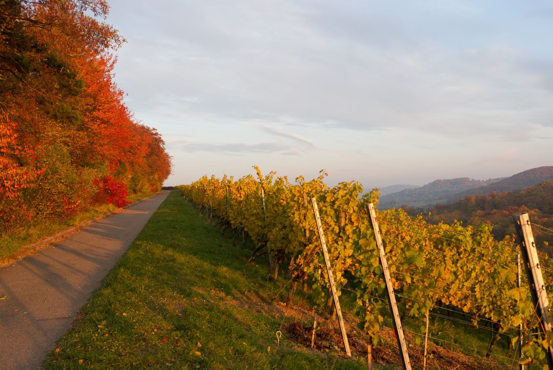 Eine Straße, die durch einen Weinberg mit Bäumen im Hintergrund führt