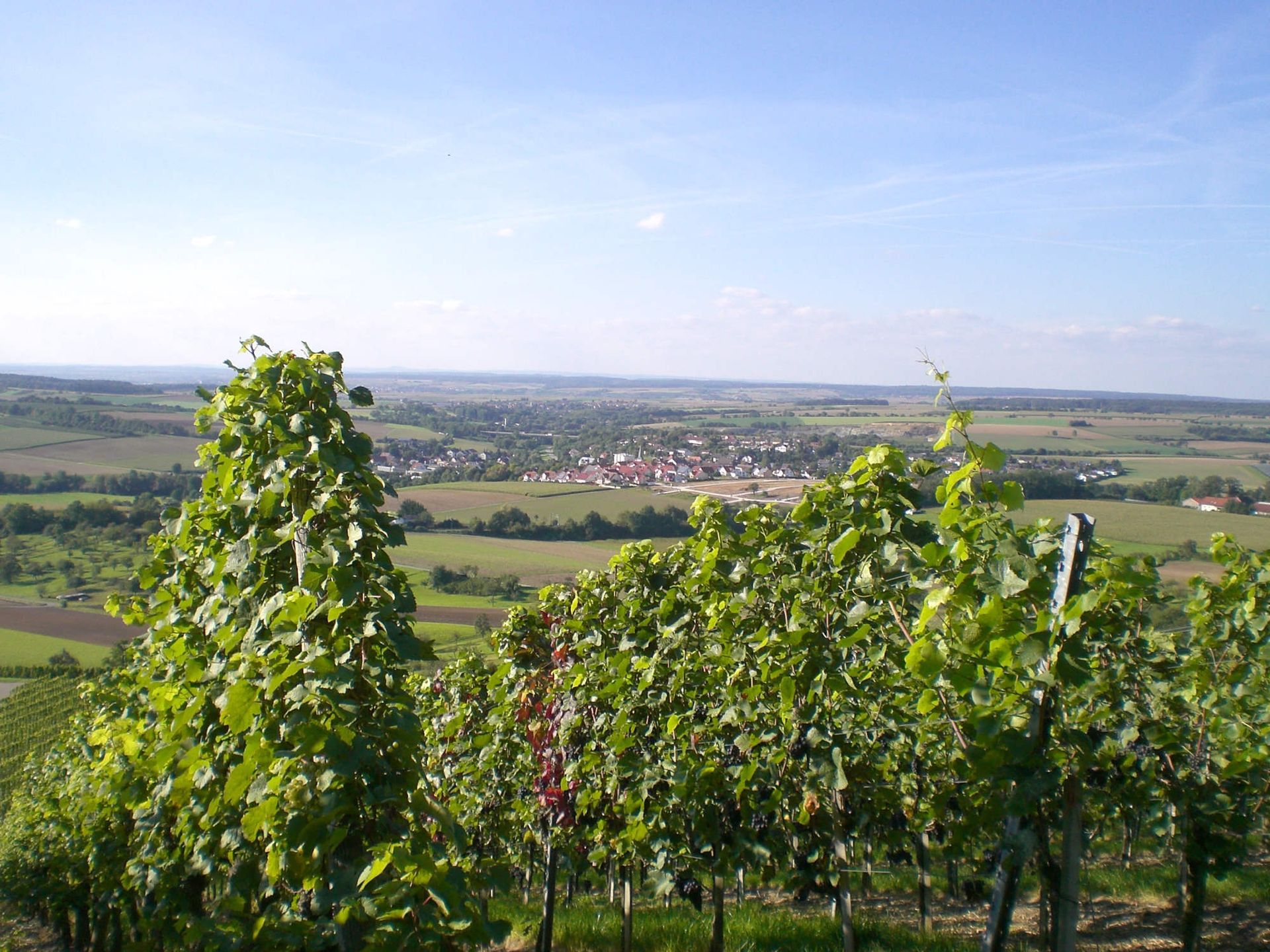 Blick auf einen Weinberg mit einer Stadt in der Ferne