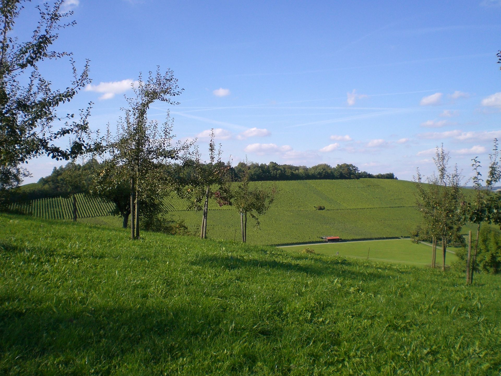 Ein Fahrrad auf einem Weg umgeben von Weinbergen
