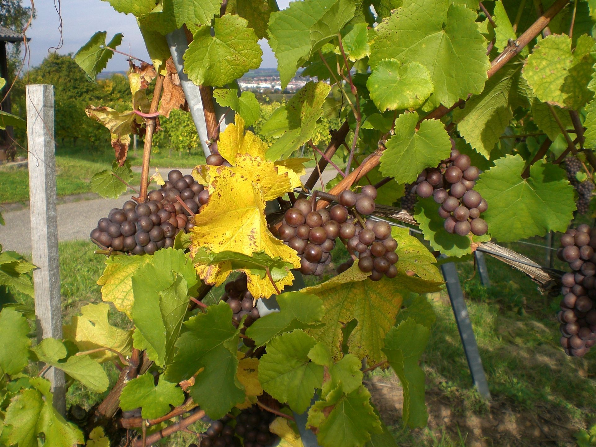 Nahaufnahme von Weinstöcken