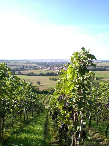 Ein Weinberg mit Blick auf eine Stadt in der Ferne