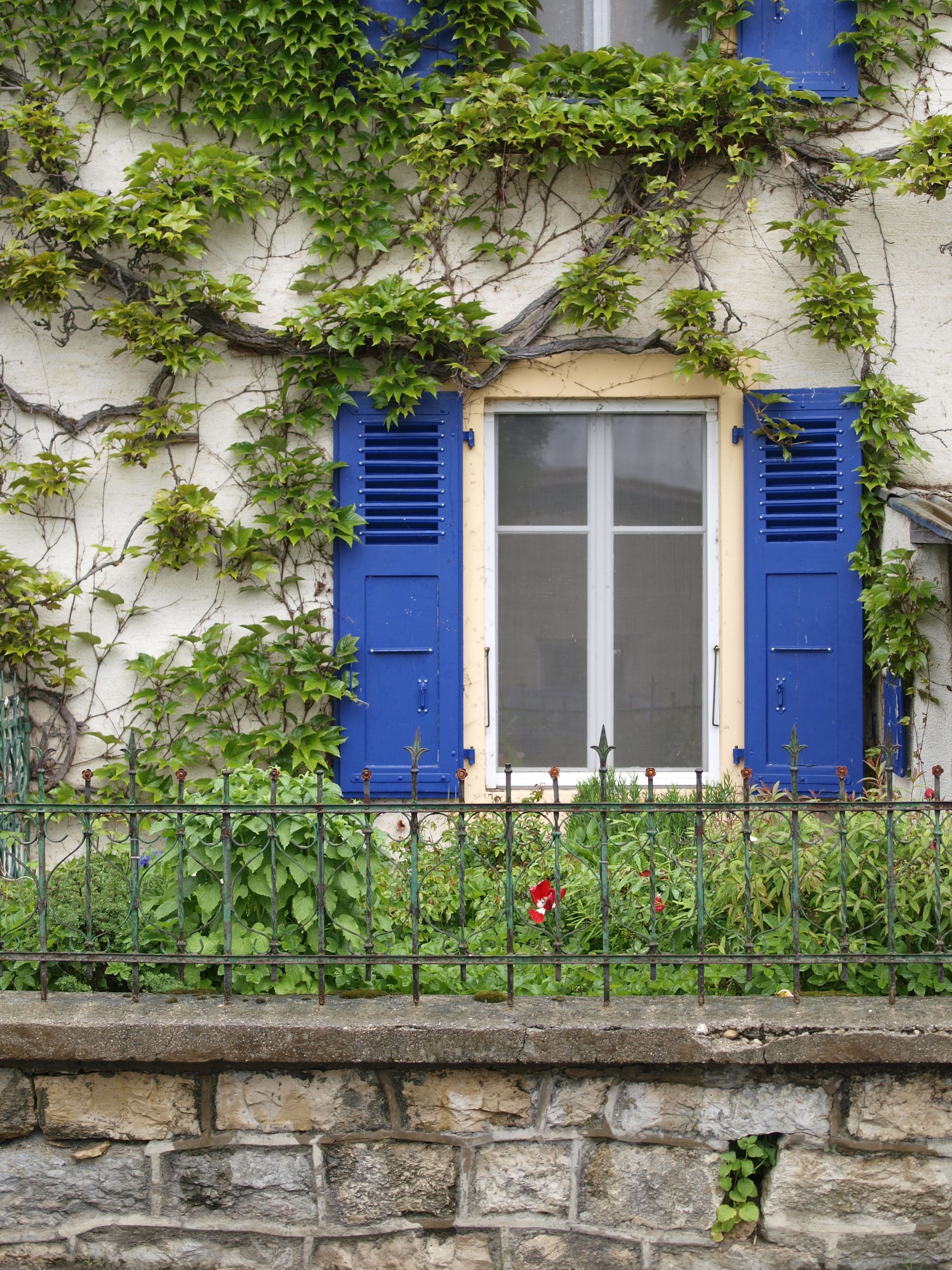 Fenêtre à volets bleus sur un mur de maison en pierre recouvert de vigne, avec une petite clôture en fer et des fleurs.